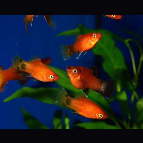 Mickey Mouse Platy | Livebearers | Largest Tropical Fish Selection at Your Local Fish Store