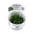 Monosolenium tenerum 1-2-Grow 002C TC Tissue Cultures 