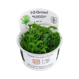 Myriophyllum mattogrossense 1-2-Grow 037 TC