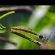 Otocinclus Catfish " Oto" Large - x Large (Aquarium Glaser) | Catfish Loaches & Plecos | Largest Tropical Fish Selection at Your Local Fish Store