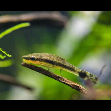 Otocinclus Catfish " Oto" Catfish Loaches & Plecos Otocinclus Catfish " Oto"