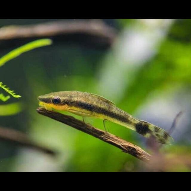 Otocinclus Catfish " Oto" Large - x Large (Aquarium Glaser) | Catfish Loaches & Plecos | Largest Tropical Fish Selection at Your Local Fish Store