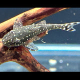 Parotocinclus Haroldi Medium Aquarium Glaser Catfish Loaches & Plecos 