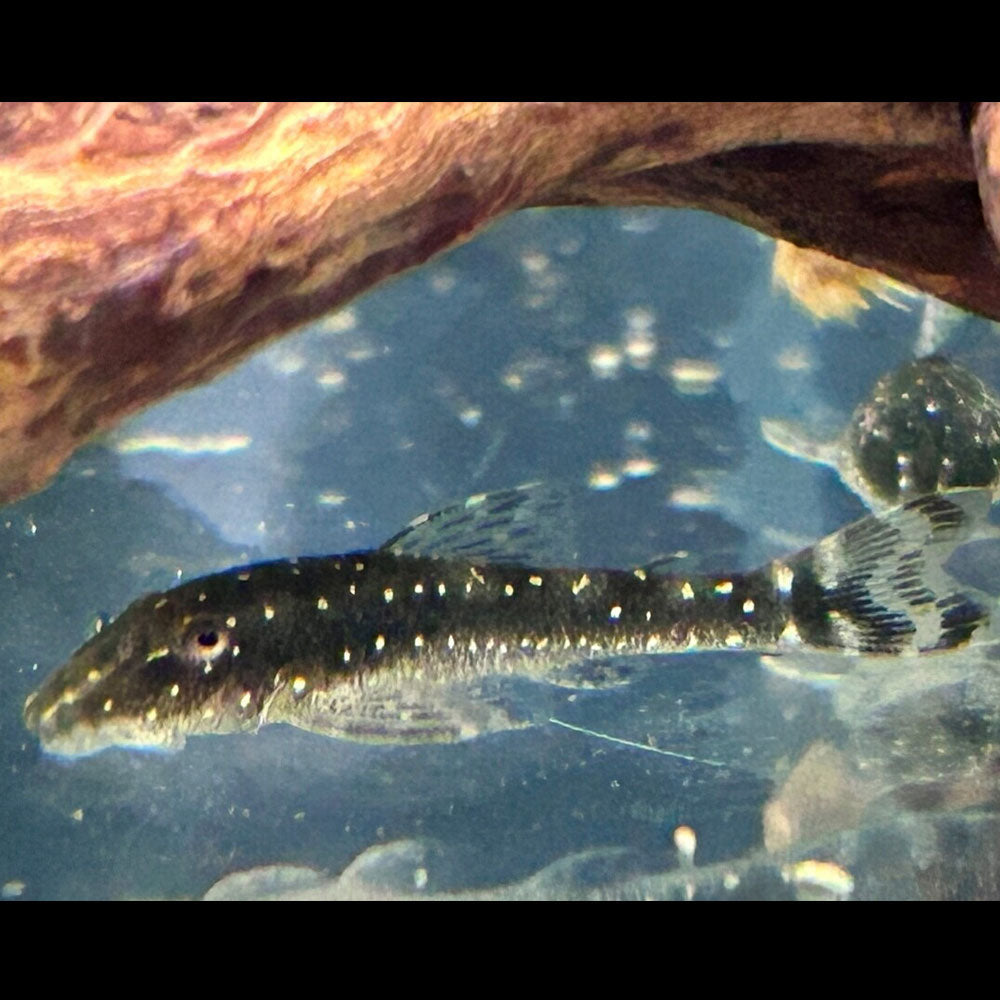 Parotocinclus Haroldi Medium Aquarium Glaser Catfish Loaches & Plecos 