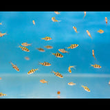 Pentazona Barb (Five-banded) | Goldfish Barbs & Minnows | Largest Tropical Fish Selection at Your Local Fish Store