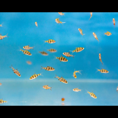 Pentazona Barb (Five-banded) | Goldfish Barbs & Minnows | Largest Tropical Fish Selection at Your Local Fish Store