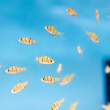 Pentazona Barb (Five-banded) | Goldfish Barbs & Minnows | Largest Tropical Fish Selection at Your Local Fish Store