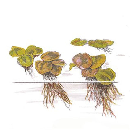 Phyllanthus fluitans 1-2-Grow 028 TC