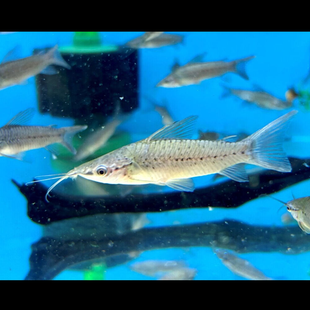 【OUTFLOW / Life Riddim】 CATFISH 1485 Buy Porthole Catfish (Dianema longibarbis) Online - Your Local