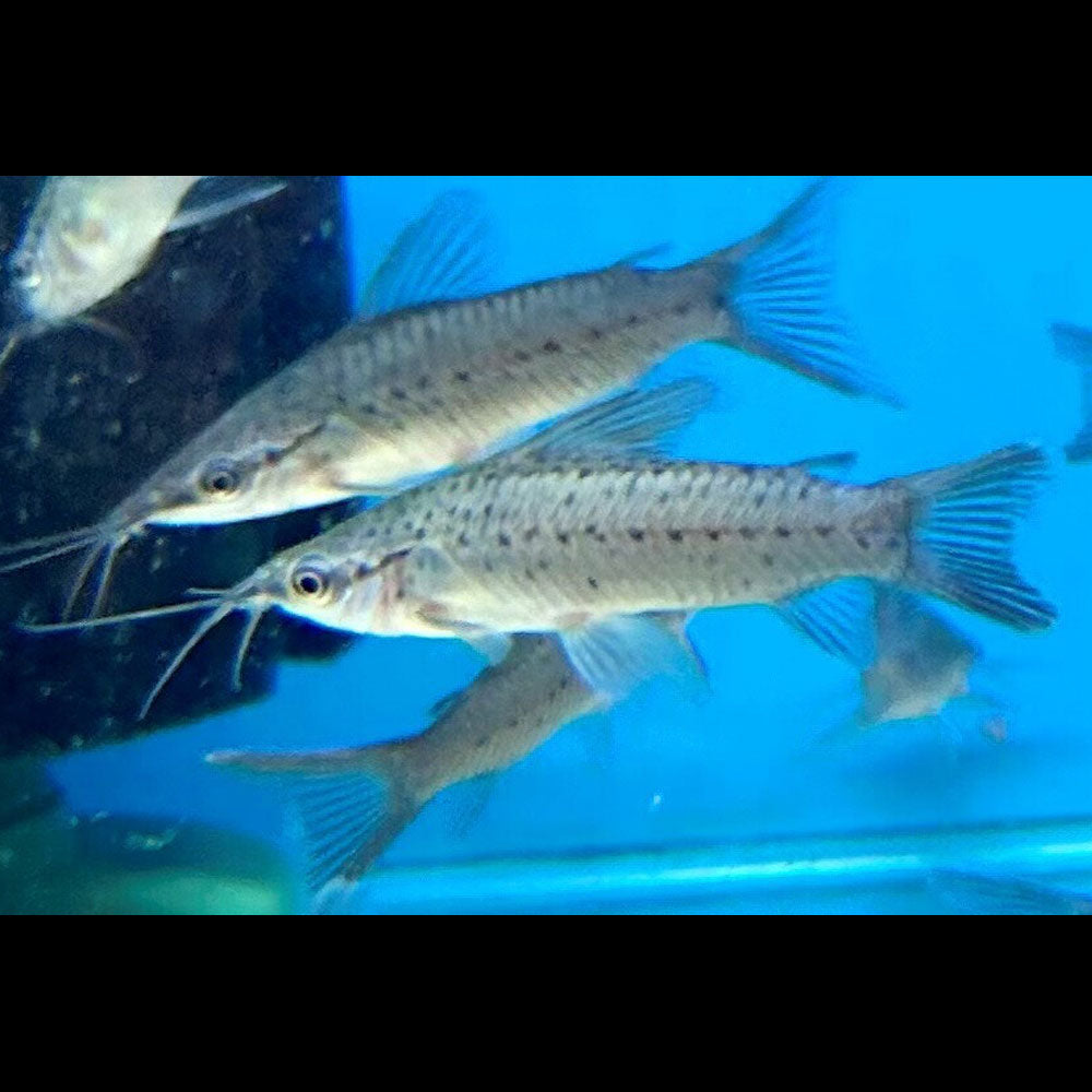 Porthole Catfish (Dianema longibarbis) | Catfish Loaches & Plecos | Largest Tropical Fish Selection at Your Local Fish Store