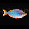 Praecox Dwarf Neon Rainbowfish (Melanotaenia praecox) | Rainbowfish Killifish & Danios | Largest Tropical Fish Selection at Your Local Fish Store