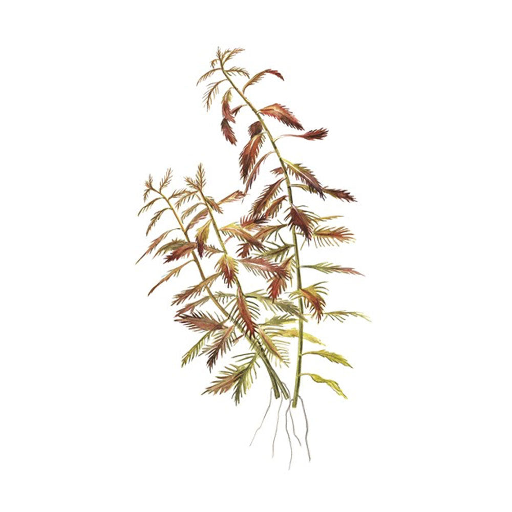 Proserpinaca palustris 1-2-Grow 037C TC