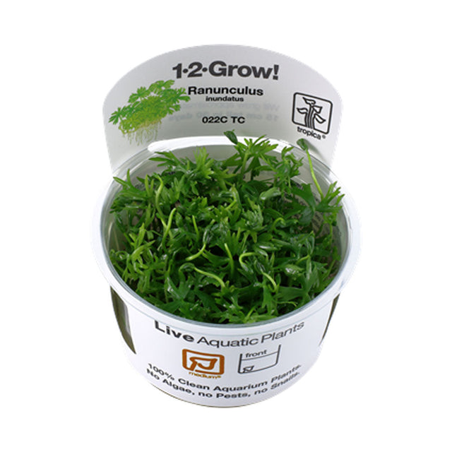 Ranunculus inundatus 1-2-Grow 022C TC Tissue Cultures Ranunculus inundatus 1-2-Grow 022C TC