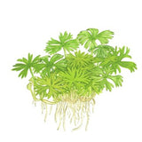 Ranunculus inundatus 1-2-Grow 022C TC