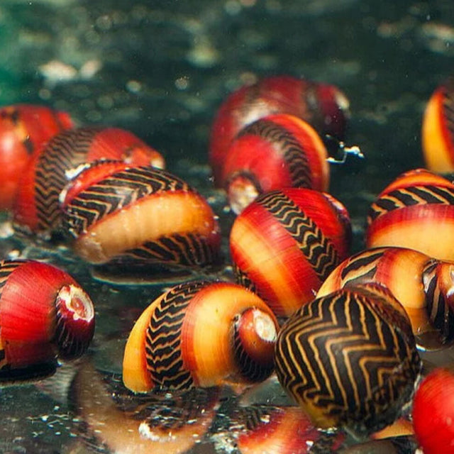 Red Racer Nerite Snail Snails Shrimp Crayfish Crabs Red Racer Nerite Snail