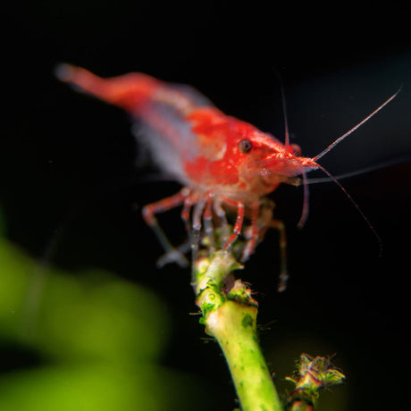 Red Rili Shrimp (Neocaridina davidi) Grade A Large | Snails Shrimp Crayfish Crabs | Largest Tropical Fish Selection at Your Local Fish Store