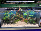 Rimless Glass Aquarium