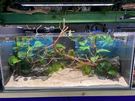 Rimless Glass Aquarium