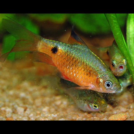 Rosy Barb | Goldfish Barbs & Minnows | Largest Tropical Fish Selection at Your Local Fish Store