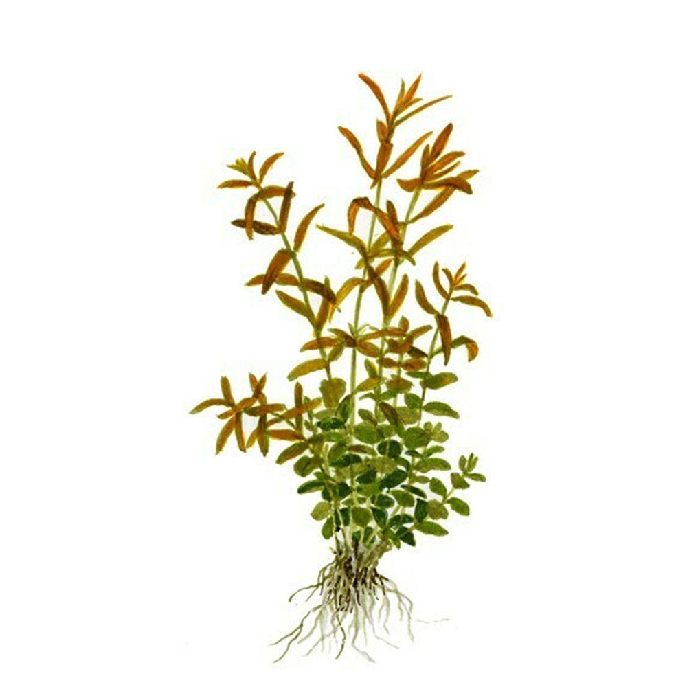 Rotala rotundifolia 1-2-Grow 033 TC