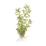 Rotala sp. 'Green' potted 033A