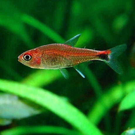 Ruby Tetra (Axelrodia Riesei) Tetras Rasboras & Pencilfish Ruby Tetra (Axelrodia Riesei)