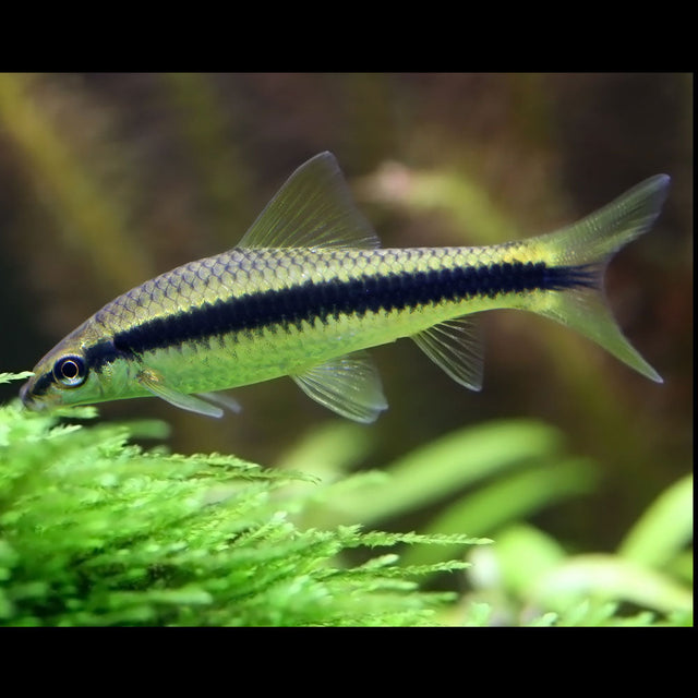Crossocheilus Siamese Algae Eater (Crossocheilus oblongus) – Your Local Fish Store