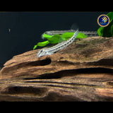 Siberian Spiny Loach (cobitis sinensis) Catfish Loaches & Plecos Siberian Spiny Loach (cobitis sinensis)