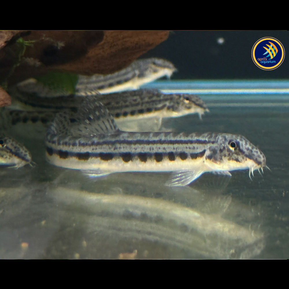 Siberian Spiny Loach (cobitis sinensis) Catfish Loaches & Plecos Siberian Spiny Loach (cobitis sinensis)