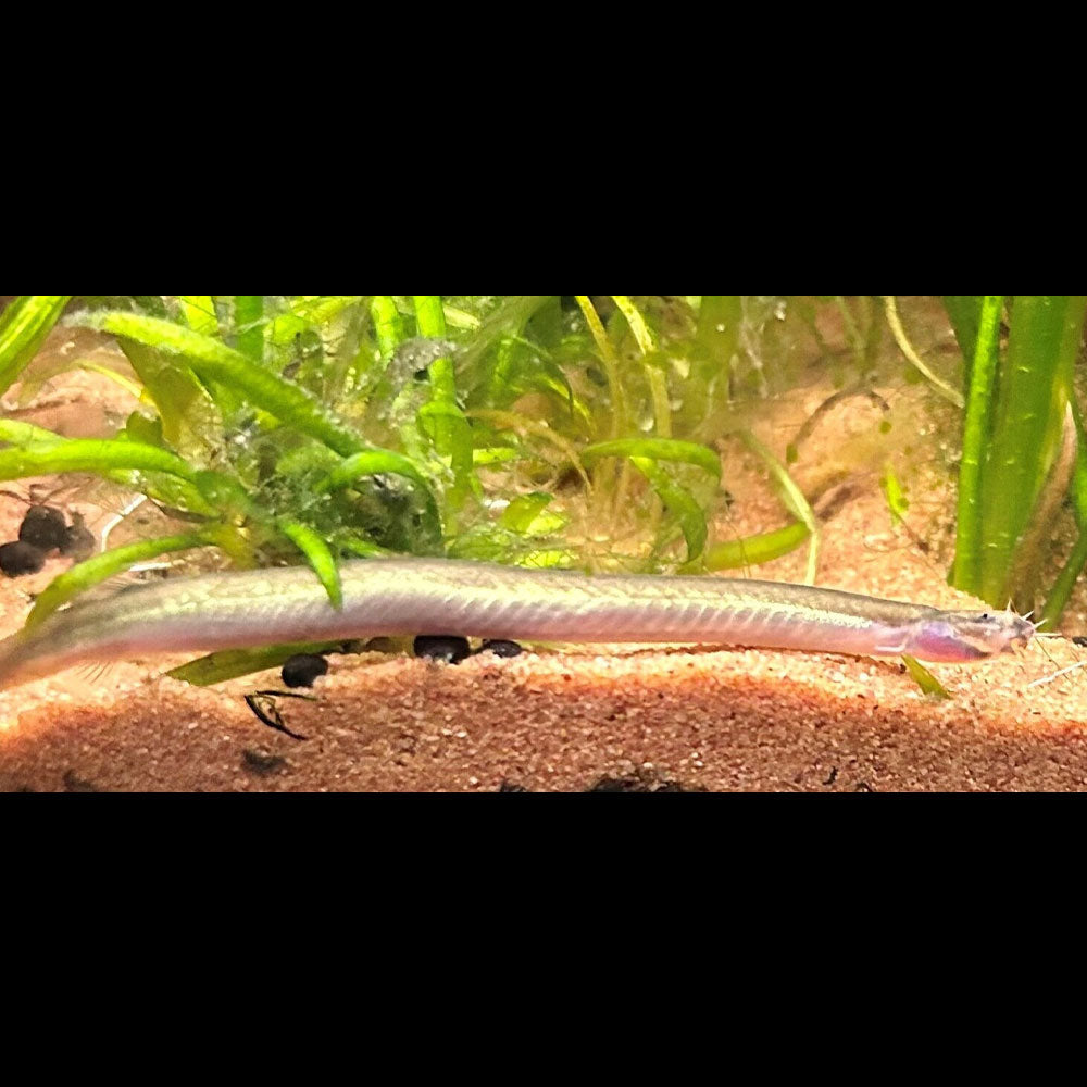 Silver Kuhli Loach (Pangio anguillaris) – Your Local Fish Store