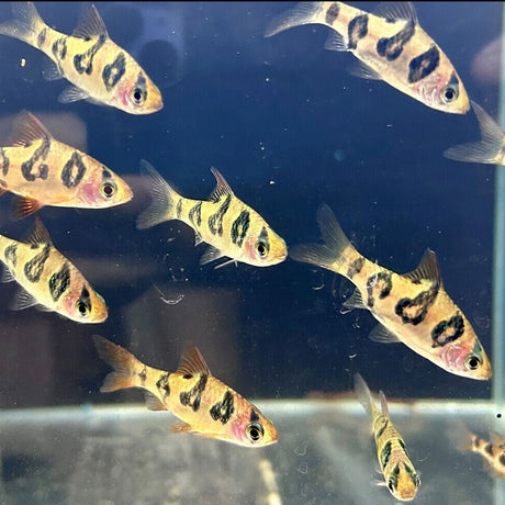 Snakeskin Barb (Desmopuntius Rhomboocellatus) | Goldfish Barbs & Minnows | Largest Tropical Fish Selection at Your Local Fish Store