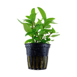 Staurogyne repens potted 049G