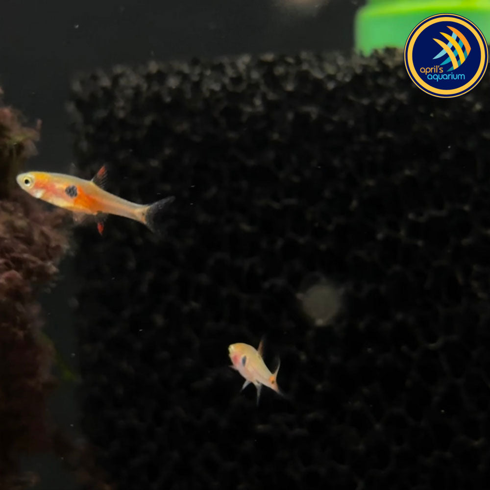 Strawberry Rasbora (Boraras Naevus) | Tetras Rasboras & Pencilfish | Largest Tropical Fish Selection at Your Local Fish Store