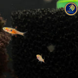 Strawberry Rasbora (Boraras Naevus) | Tetras Rasboras & Pencilfish | Largest Tropical Fish Selection at Your Local Fish Store
