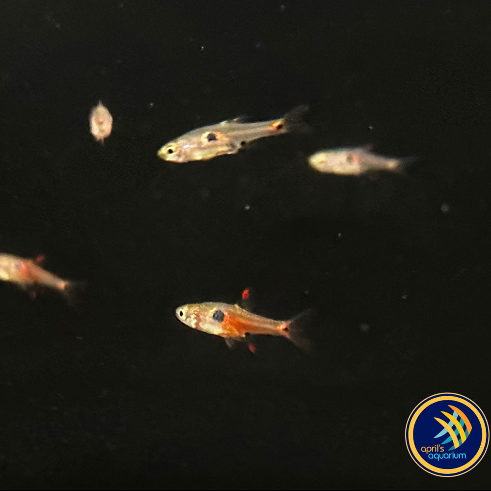 Strawberry Rasbora (Boraras Naevus) | Tetras Rasboras & Pencilfish | Largest Tropical Fish Selection at Your Local Fish Store