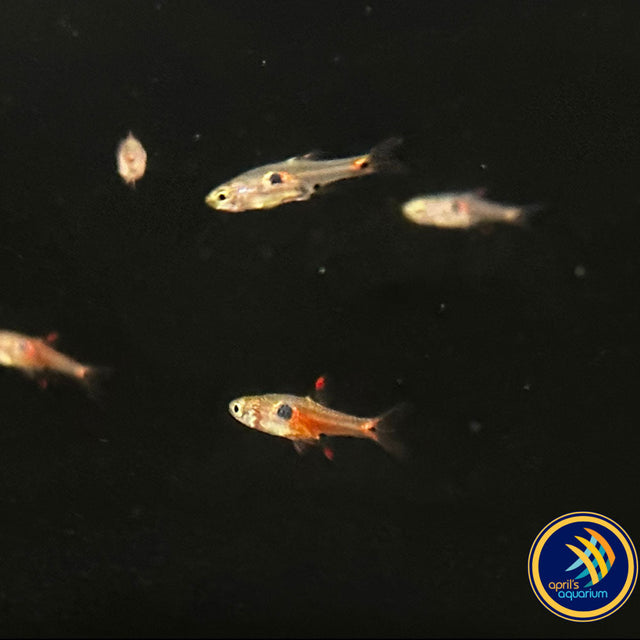 Strawberry Rasbora (Boraras Naevus) | Tetras Rasboras & Pencilfish | Largest Tropical Fish Selection at Your Local Fish Store