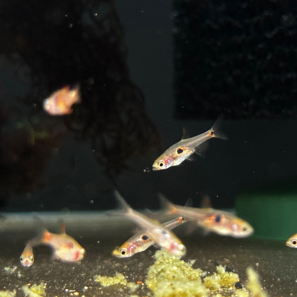Strawberry Rasbora (Boraras Naevus) | Tetras Rasboras & Pencilfish | Largest Tropical Fish Selection at Your Local Fish Store