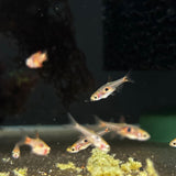 Strawberry Rasbora (Boraras Naevus) | Tetras Rasboras & Pencilfish | Largest Tropical Fish Selection at Your Local Fish Store
