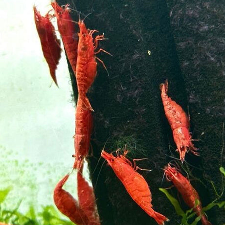 Supreme Red Fire Shrimp Snails Shrimp Crayfish Crabs Supreme Red Fire Shrimp