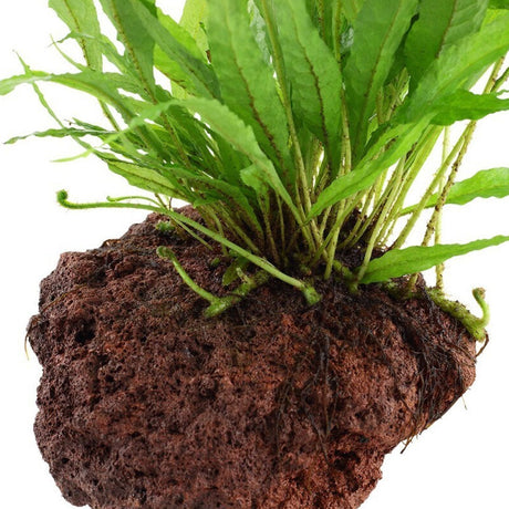 TROPICA LAVA ROCK  8-15cm 715 | Substrates & Hardscape | Largest Tropical Fish Selection at Your Local Fish Store