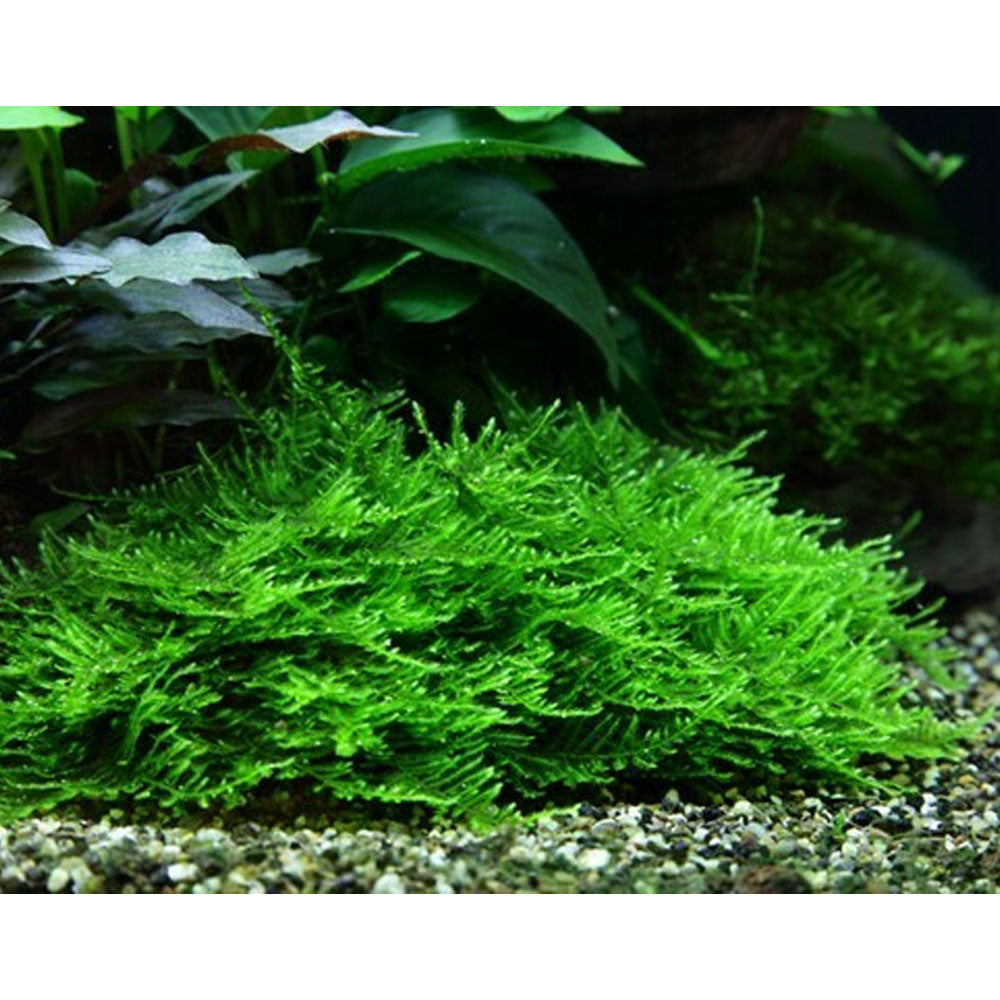 Taxiphyllum 'Spiky Moss' 1-2-Grow 003G TC
