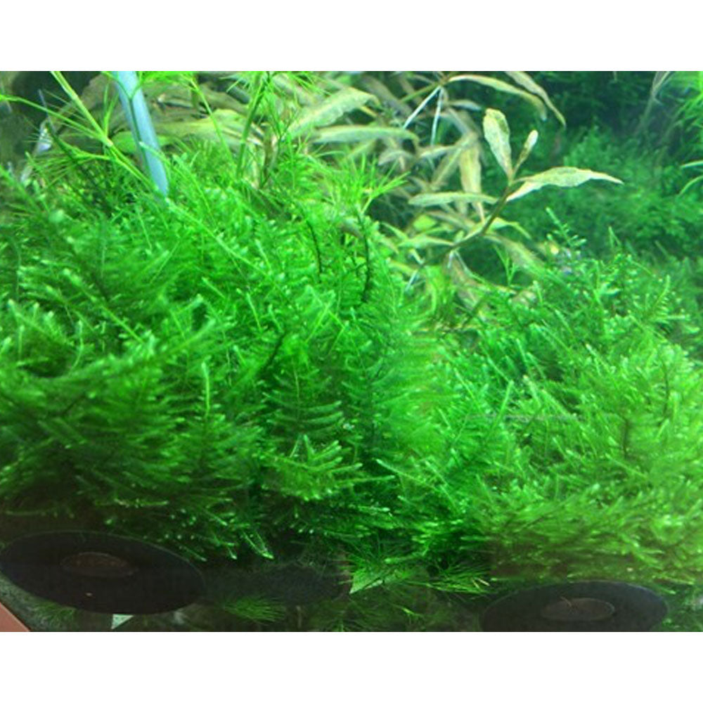 Tropica Taiwan Moos 1-2-Grow - Aquarium Moos Für Anfänger