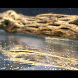 Twig Catfish (Farlowella Acus) | Catfish Loaches & Plecos | Largest Tropical Fish Selection at Your Local Fish Store