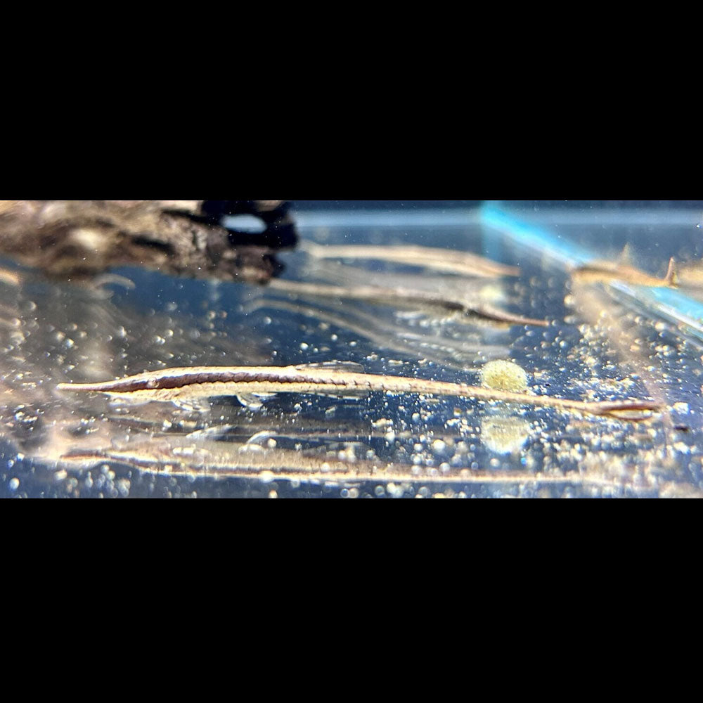 Twig Catfish (Farlowella Acus)