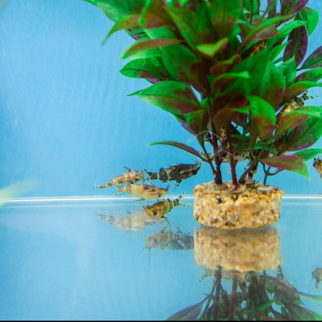 Upside Down Catfish (Synodontis nigriventris) 2-3cm Aquarium Glaser | Catfish Loaches & Plecos | Largest Tropical Fish Selection at Your Local Fish Store