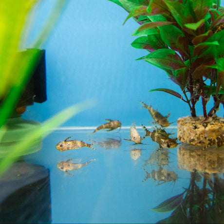 Upside Down Catfish (Synodontis nigriventris) 2-3cm Aquarium Glaser | Catfish Loaches & Plecos | Largest Tropical Fish Selection at Your Local Fish Store