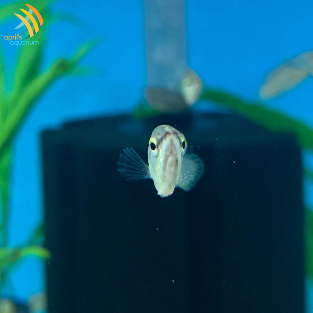 Vaillant's Chocolate Gourami (Samurai) Cichlids Badis & Gouramis Vaillant's Chocolate Gourami (Samurai)