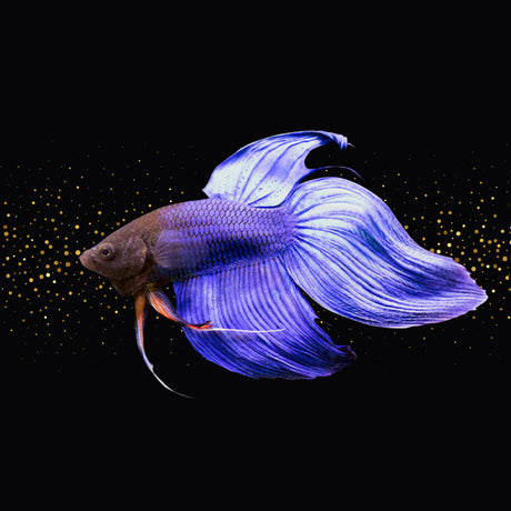 Veiltail Betta | Bettas | Largest Tropical Fish Selection at Your Local Fish Store