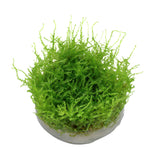 Vesicularia dubyana 'Christmas Moss ' 1-2-Grow 003A TC