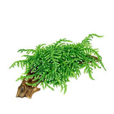 Vesicularia ferriei 'Weeping Moss ' 1-2-Grow 003B TC | Tissue Cultures | Largest Tropical Fish Selection at Your Local Fish Store